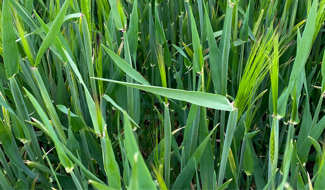 Barley crop Barley crop